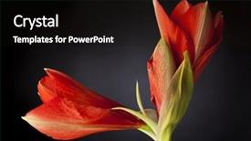  Presentation with blooming flower animated - Amazing slides having amaryllis flower with two blossoms backdrop and a  colored foreground
