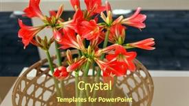  Presentation with flowers - Slide deck enhanced with amaryllis flowers in the pot background and a  colored foreground