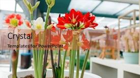  Presentation with tropical leaves and flowers - PPT layouts enhanced with amaryllis flowers background and a  colored foreground