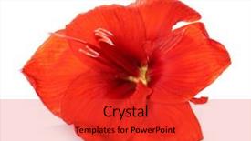  Presentation with red hibiscus rosa sinensis flower - Cool new presentation with amaryllis plant - beautiful red tropical flower isolated backdrop and a  colored foreground
