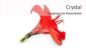  Presentation with tropical - Slides consisting of amaryllis plant - beautiful red tropical flower isolated background and a  colored foreground