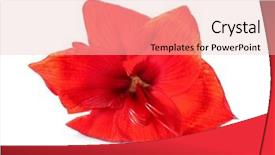  Presentation with tropical - Audience pleasing PPT theme consisting of amaryllis plant - beautiful red tropical flower isolated backdrop and a  colored foreground