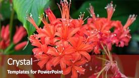  Presentation with lily flower - PPT layouts with amaryllis plant - closeup of lycoris radiata flower background and a crimson colored foreground