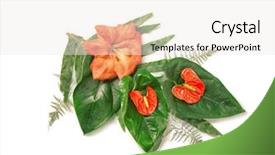  Presentation with tropical flowers - Amazing slide deck having amaryllis plant - composition of beautiful tropical leaves backdrop and a  colored foreground