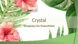  Presentation with tropical flowers - Presentation having amaryllis plant - composition of beautiful tropical leaves background and a  colored foreground