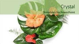  Presentation with tropical flowers - Amazing PPT theme having amaryllis plant - composition of beautiful tropical leaves backdrop and a  colored foreground