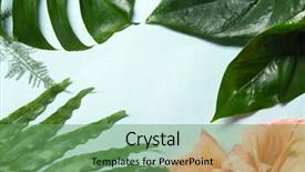  Presentation with tropical flowers - PPT theme enhanced with amaryllis plant - composition of beautiful tropical leaves background and a  colored foreground