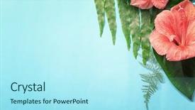  Presentation with tropical flowers - Slides enhanced with amaryllis plant - composition of beautiful tropical leaves background and a  colored foreground