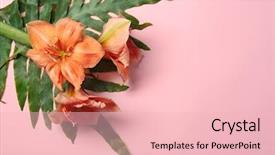  Presentation with tropical flowers - Beautiful theme featuring amaryllis plant - composition with beautiful tropical flowers backdrop and a lemonade colored foreground