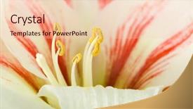  Presentation with pastel pink - Audience pleasing presentation consisting of amaryllis plant - soft focus image of pastel backdrop and a lemonade colored foreground
