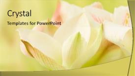  Presentation with pastel pink - Cool new presentation design with amaryllis plant - soft focus image of pastel backdrop and a blonde colored foreground