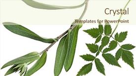  Presentation with isolated fall oak leaf - Presentation design enhanced with amat - amethyst and goblin leaf isolated background and a cream colored foreground