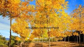  Presentation with amazing race - PPT theme enhanced with amazing-alley-in-aspen-grove background and a gold colored foreground