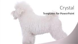  Presentation with amazing - Cool new PPT theme with amazing bichon frise standing on a white background - side view backdrop and a white colored foreground
