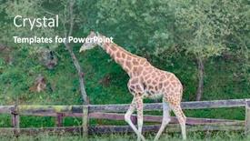  Presentation with free nature - Slide set enhanced with amazing big giraffe free in the nature background and a ocean colored foreground