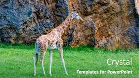  Presentation with free nature - Slide deck with amazing big giraffes free in the nature background and a seafoam green colored foreground