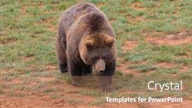  Presentation with brown bear - Slide set with amazing brown male bear in the mountain background and a coral colored foreground