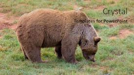  Presentation with brown bear - Colorful presentation design enhanced with amazing brown male bear in the mountain backdrop and a coral colored foreground