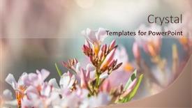  Presentation with colorful flower - Presentation theme featuring amazing-colorful-flower-in-summer background and a lemonade colored foreground