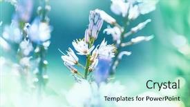  Presentation with colorful flower - Presentation theme featuring amazing colorful flower background and a cool aqua colored foreground