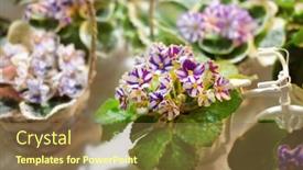  Presentation with amazing - Beautiful PPT layouts featuring amazing-colorful-flowers-in-shop backdrop and a tawny brown colored foreground