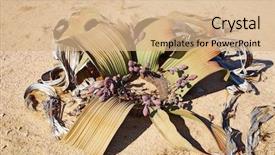  Presentation with botany - Cool new slides with amazing desert plant living fossil backdrop and a coral colored foreground