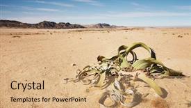  Presentation with fossil - Colorful presentation theme enhanced with amazing desert plant living fossil backdrop and a coral colored foreground