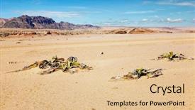  Presentation with botany - Presentation enhanced with amazing desert plant living fossil background and a lemonade colored foreground