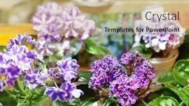  Presentation with blurred flowers - PPT theme featuring amazing-flowers-in-shop background and a coral colored foreground