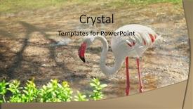  Presentation with grace - Audience pleasing presentation design consisting of amazing grace - beautiful flamingo in zoological garden backdrop and a coral colored foreground