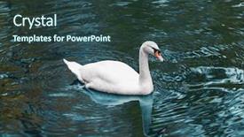  Presentation with garden pond - Amazing PPT theme having amazing grace - beautiful white swan swimming backdrop and a tawny brown colored foreground