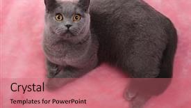  Presentation with pink cat - Theme with amazing grace - cat with surprised glance background and a coral colored foreground