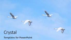  Presentation with environmental awareness gif image - Cool new PPT layouts with amazing grace - image of flying swans backdrop and a  colored foreground