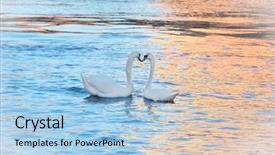  Presentation with competive swimming - Cool new slide deck with amazing grace - image of swimming swans backdrop and a  colored foreground