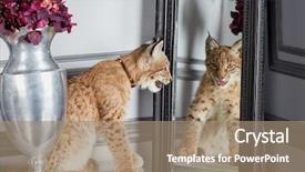  Presentation with mirror - Slide set with amazing grace - lynx cub sits on table background and a  colored foreground