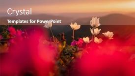  Presentation with light pink - Presentation design having amazing-landscape-with-magic-pink background and a coral colored foreground