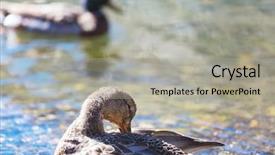  Presentation with duck hunting - PPT layouts featuring amazing mallard duck on mountains background and a light gray colored foreground