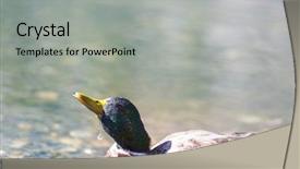  Presentation with duck - PPT layouts consisting of amazing mallard duck on mountains background and a light gray colored foreground