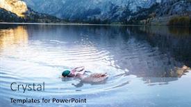  Presentation with duck - Theme having amazing-mallard-duck-on-mountains background and a light blue colored foreground