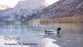  Presentation with duck - Colorful theme enhanced with amazing-mallard-duck-on-mountains backdrop and a light blue colored foreground