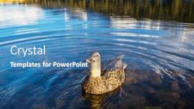  Presentation with duck - PPT theme with amazing-mallard-duck-on-mountains background and a teal colored foreground