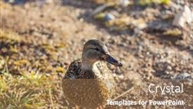  Presentation with duck - Amazing theme having amazing-mallard-duck-on-mountains backdrop and a coral colored foreground