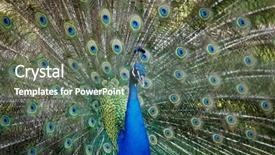  Presentation with exhibition - Audience pleasing presentation consisting of amazing peacock during his exhibition backdrop and a gray colored foreground