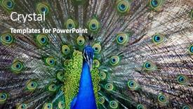  Presentation with artwork exhibition - Cool new PPT layouts with amazing peacock during his exhibition backdrop and a tawny brown colored foreground