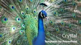  Presentation with peacock - Slide deck enhanced with amazing peacock during his exhibition background and a dark gray colored foreground