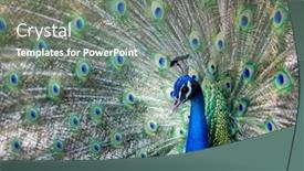  Presentation with peacock - Beautiful slides featuring amazing peacock during his exhibition backdrop and a gray colored foreground