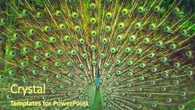  Presentation with peacock - Amazing presentation theme having amazing peacock tail beautiful colorful backdrop and a tawny brown colored foreground