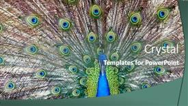  Presentation with peacock - Amazing PPT theme having amazing-peacock-with-bright-blue backdrop and a gray colored foreground
