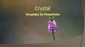  Presentation with spring tree - Colorful PPT layouts enhanced with amazing-photo-of-the-first backdrop and a tawny brown colored foreground