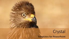  Presentation with kite - Colorful presentation enhanced with amazing portrait of a scared backdrop and a gold colored foreground
